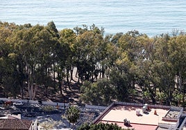 Malaga's green spaces contract includes, for the first time, the maintenance of the eucalyptus trees in the Baños del Carmen.