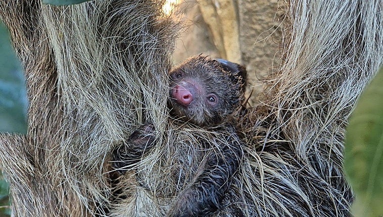 A very public birth: Bioparc Fuengirola's first two-toed baby sloth