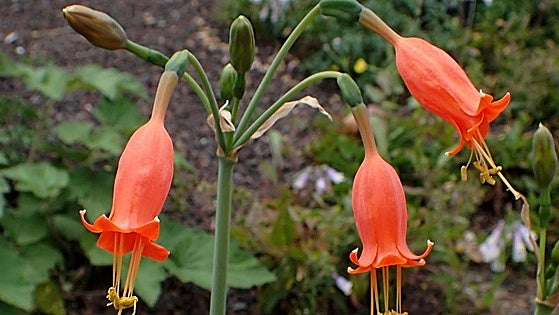 Stenomesson miniatum