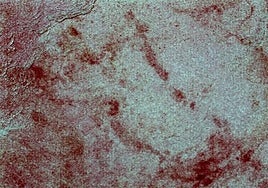 An example of a painting in the Nerja Cave.