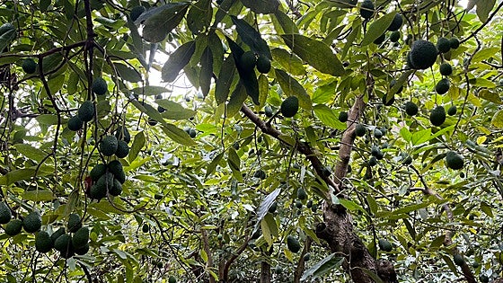 Study warns of the challenges facing agriculture in the Axarquía and proposes alternatives to avocados