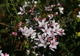 Philotheca buxifolia.