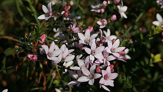 Philotheca buxifolia