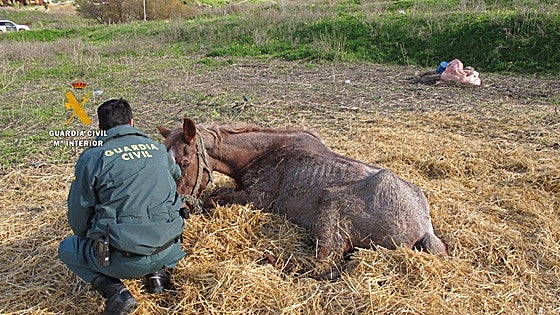 Malaga nature protection police investigate horse farm owner for animal abuse