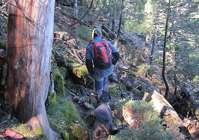 Paseo de los Pinsapos.