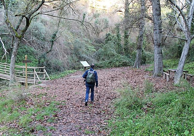 Riverbank woodland at the Arroyo de la Ventilla.