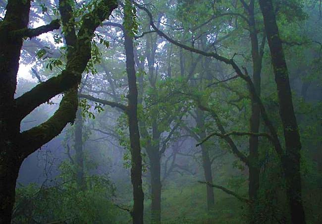 Eerie woodland at La Sauceda.