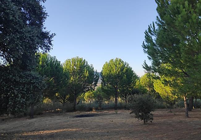 The oaks and pines of the Dehesa del Mercadillo.