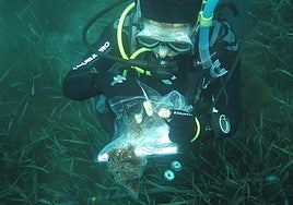 Extraction of samples of the algae in the Posidonia meadow of Cala de Cambriles.