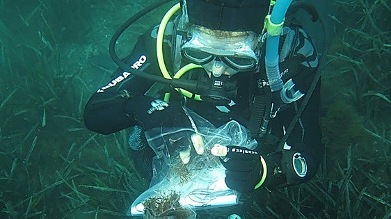 An 'army' of clones explains the rapid invasion of Asian seaweed on Andalusian coast