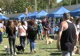 Pet owners and animal lovers at a previous canine day event in Fuengirola.