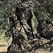 Ancient olive trees in Periana