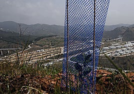 Protected seedlings awaiting growth in the area of monte Victoria in Malaga.