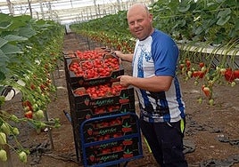 Benjamín Navarta with several boxes of freshly picked strawberries in Algarrobo.