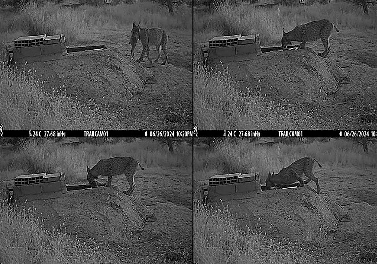 A first in Spain: Iberian lynx filmed dunking their prey to quench their kittens' thirst