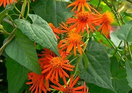 Pseudogynoxys chenopioides.