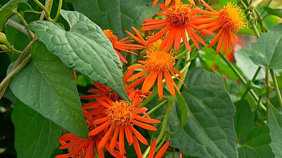 Mexican flame vine
