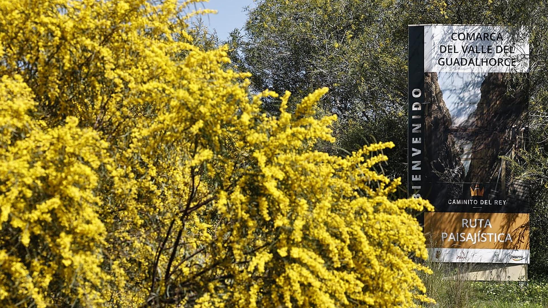 Winter storms create spectacular blossom display in Malaga