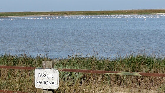Spain's National High Court accepts appeal filed by the Junta regarding demarcation of Doñana marshes
