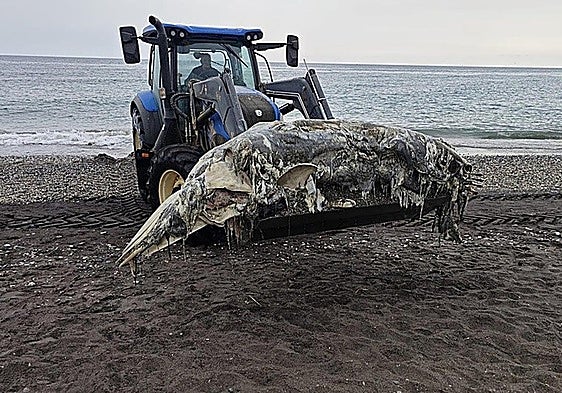 Whale carcass washes up on Torrox beach