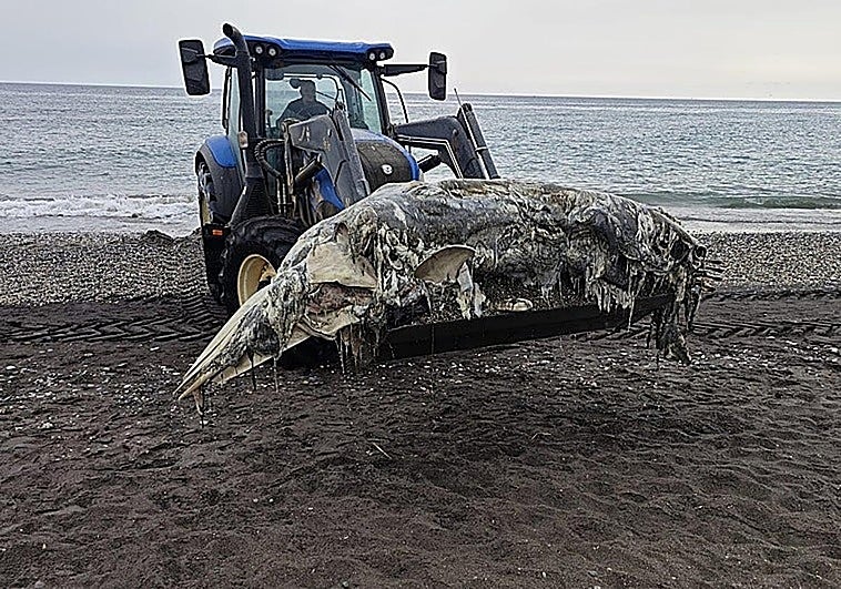Whale carcass washes up on Torrox beach