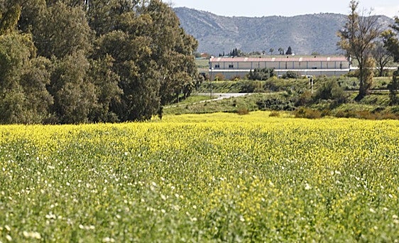 Winter storms create spectacular blossom display in Malaga