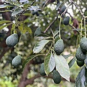 An avocado plantation in the Axarquía