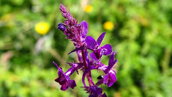 Linaria elegans