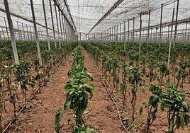 Archive image of a pepper plantation
