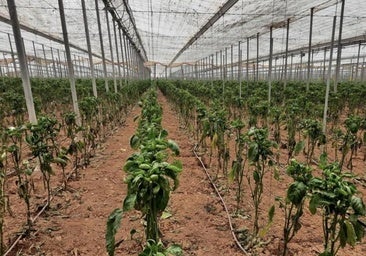 Archive image of a pepper plantation