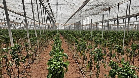 Tobacco pest from Asia affects cucumber and pepper production in Andalucía