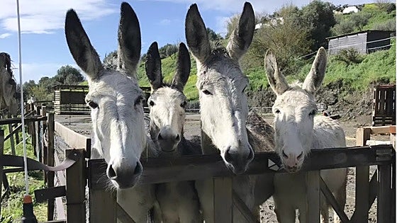 Mijas rescue centre welcomes visitors to mark World Donkey Day