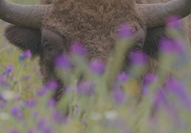 An adult male bison can weigh up to 1,000 kilos.