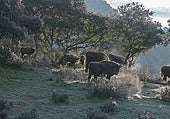 A herd of bison grazing in El Encinarejo