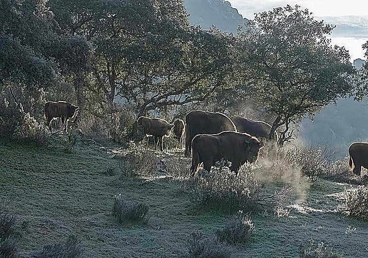 Forget African safaris: discover Andalucía's hidden corner where wild bison roam