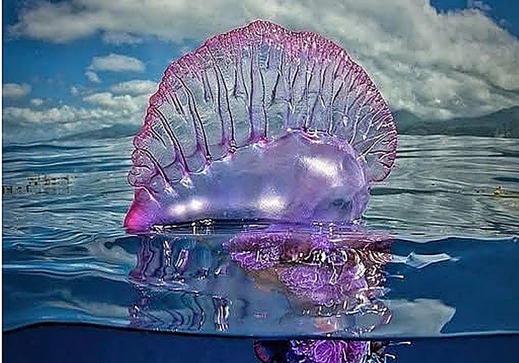 Portuguese man o' war spotted off Granada's Costa Tropical