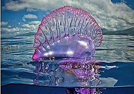 A Portuguese caravel.