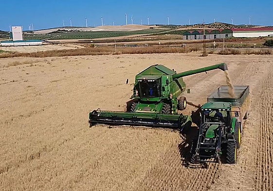 A grain field in the Antequera district, Malaga province, where farmers are struggling with prices.