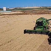 A grain field in the Antequera district, Malaga province, where farmers are struggling with prices.