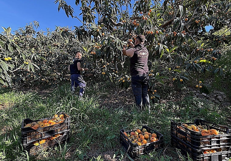 Granada's loquat harvest gets off to a slow start due to winter storms