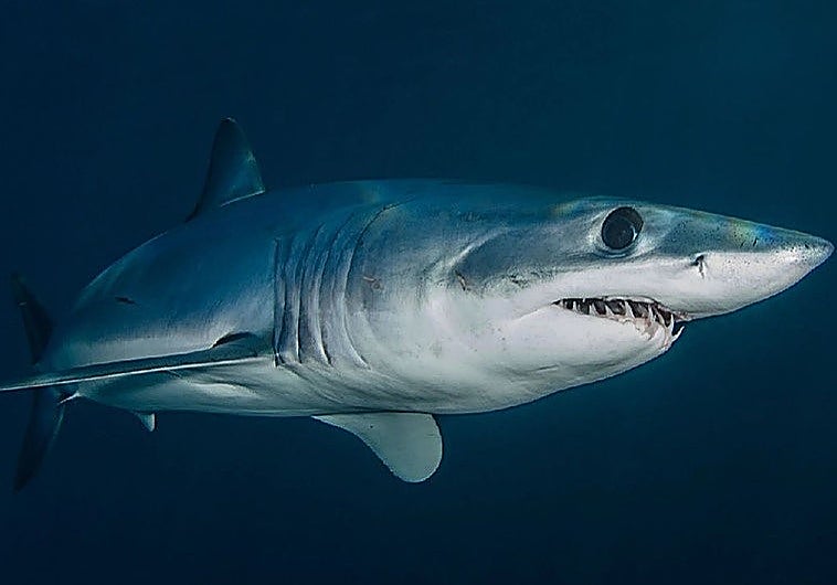 Three-metre shark sighted four miles off the coast of Almuñécar