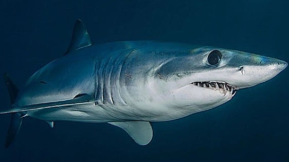 Three-metre shark sighted four miles off the coast of Almuñécar