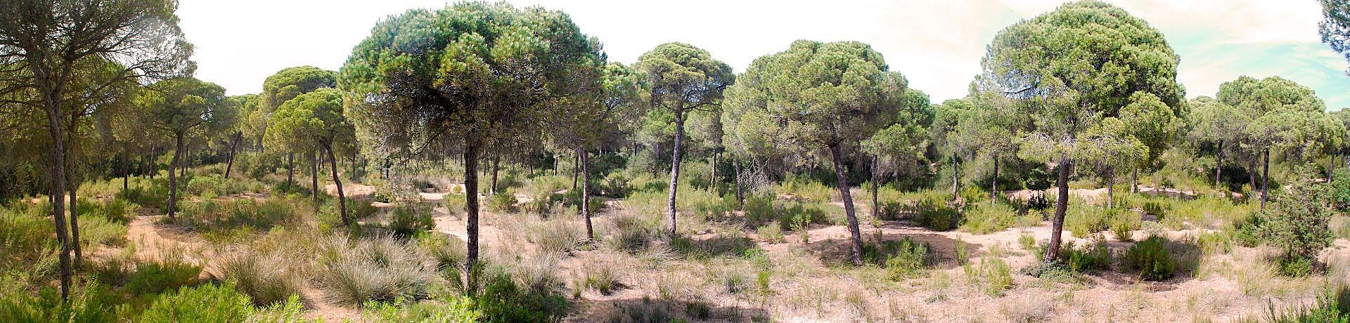 Doñana Park in pictures