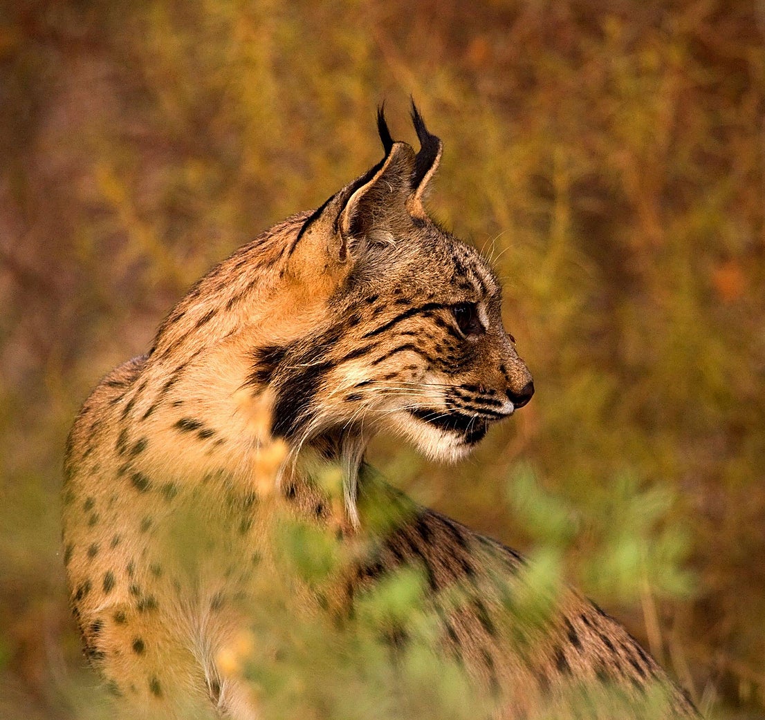 Doñana Park in pictures