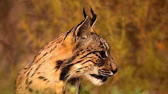 Doñana Park in pictures