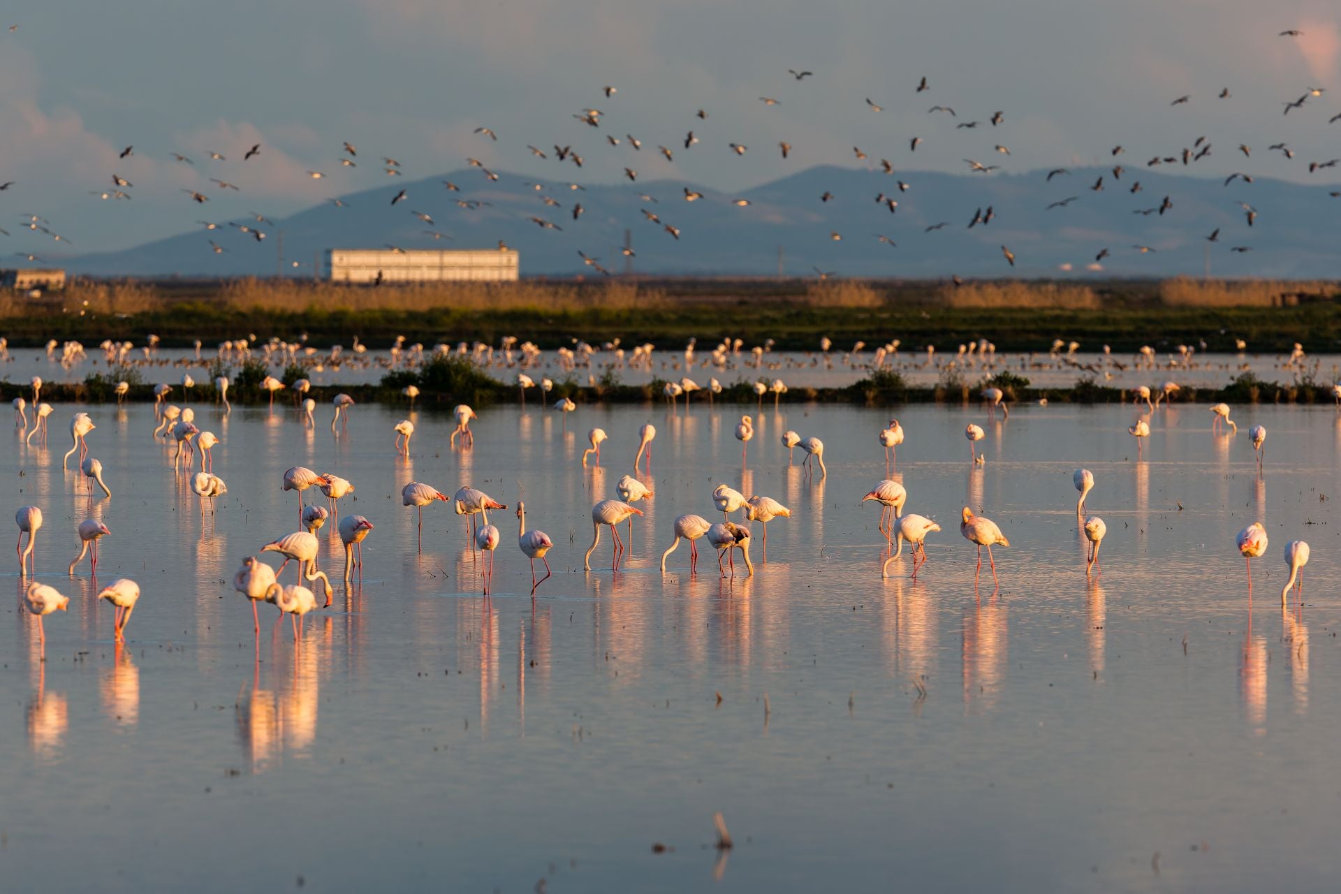 GALLERY: The Doñana we knew may never return: Why a wet winter isn't enough to save the Andalusian national park
