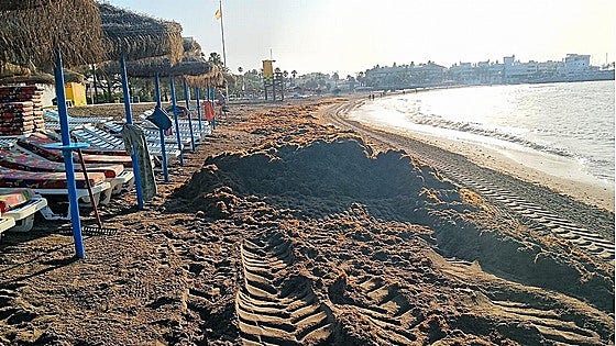 Asian seaweed crisis declared 'force majeure' in Andalucía