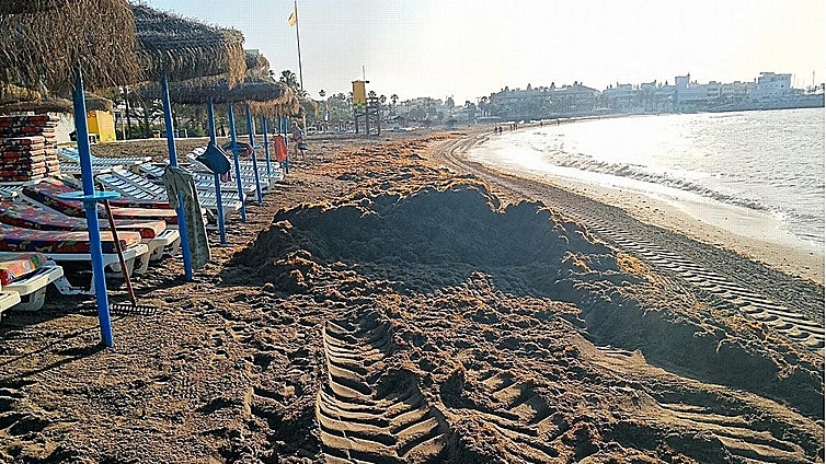 Asian seaweed crisis declared 'force majeure' in Andalucía