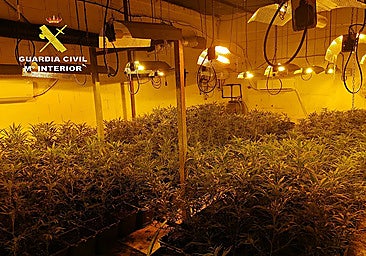 A plantation of 636 marijuana plants in the province of Seville.