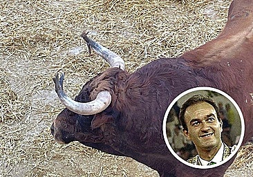 Photo of the bull Sonajerillo that shows the state of its horns after the fatal incident.